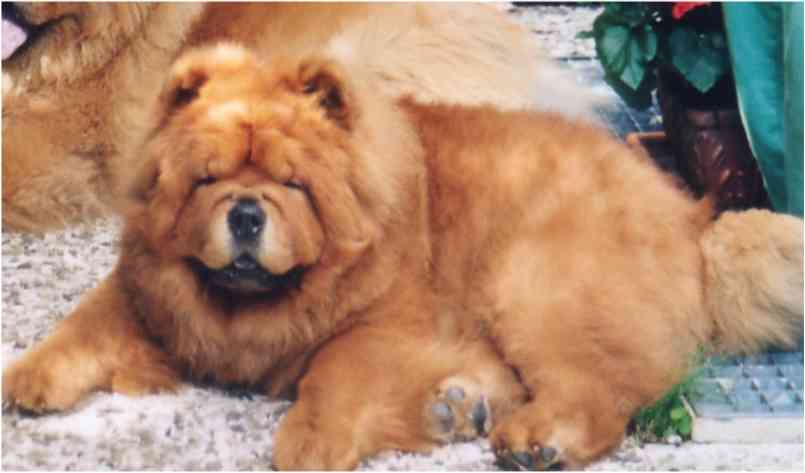 Cashmir v.Tauthaus (Berliner daughter)