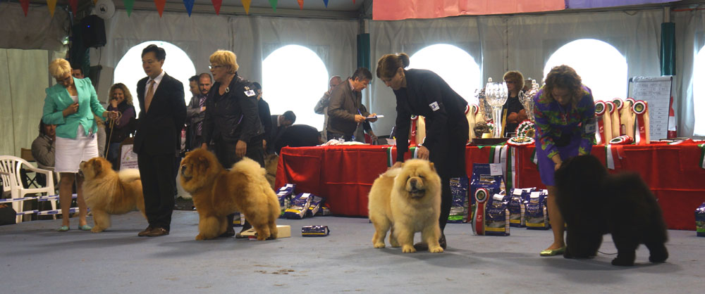 Champion dog: 1.CH Bon Triumph Shans 2.CH Tin Pan Alley Can Can Charlie 3.CH Orinells Its A Knockout 4.CH Ok Go Lietuvos Liutas