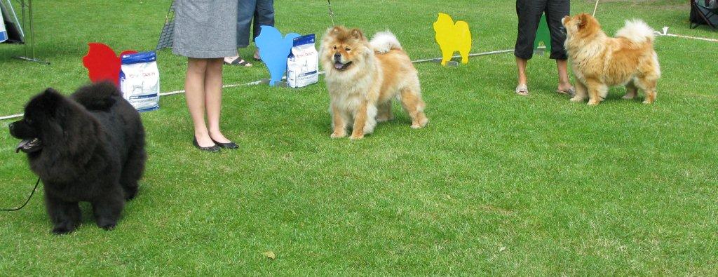 Champ.female 1.CH Piuk Chow Missies Victoria Princess 2.CH Bidachows Joyfull Jossie 3.CH Pelis Lucca Of Flensborg
