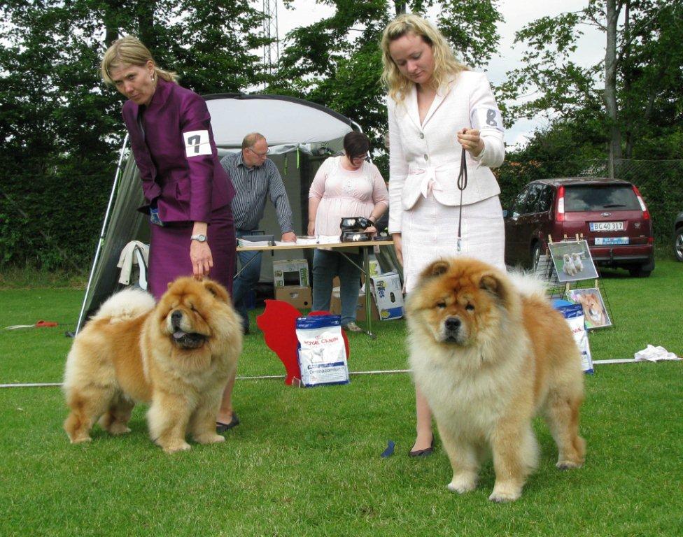 Champ.male 1. CH Orinells Ego Trip 2. CH Bidachows Gentle Gibson