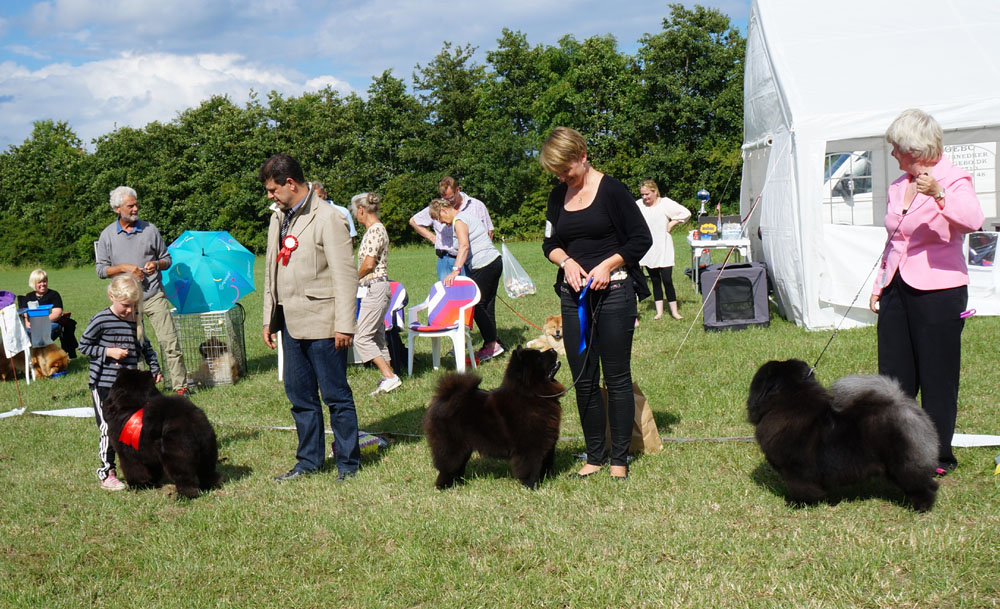 Champion females 1. CH Orinells Here She Comes 2. CH Stagebos Zip Code 3. CH Bakkebos Miss Moneypenny