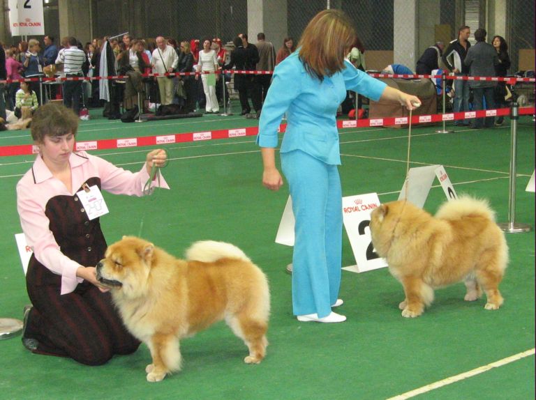 Champion females-1.CH Simauta Dess Bikini-2.CH Kja Van Li Elli