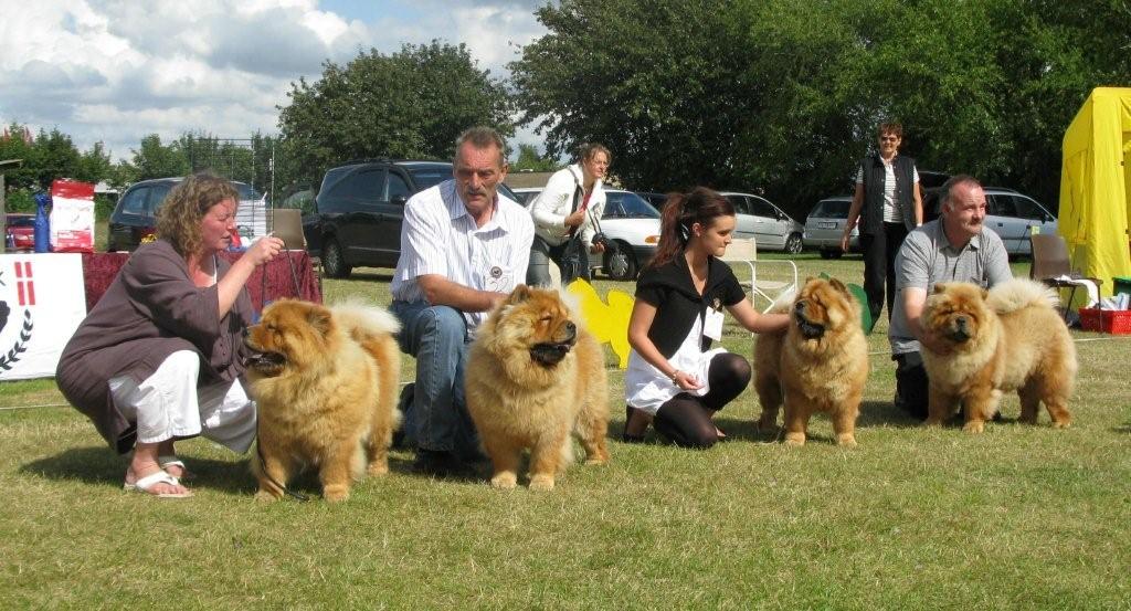 Progeny group 1. Stagebos Touch Of Class and her offspring from Chan-Lo kennel