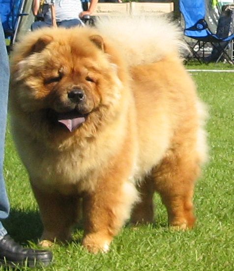 Best puppy-Chan-Los A Thing Call Love
