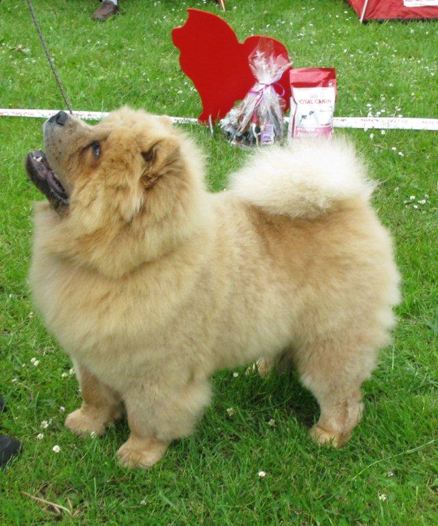 Best puppy Chan-Los Cant Buy Me Love