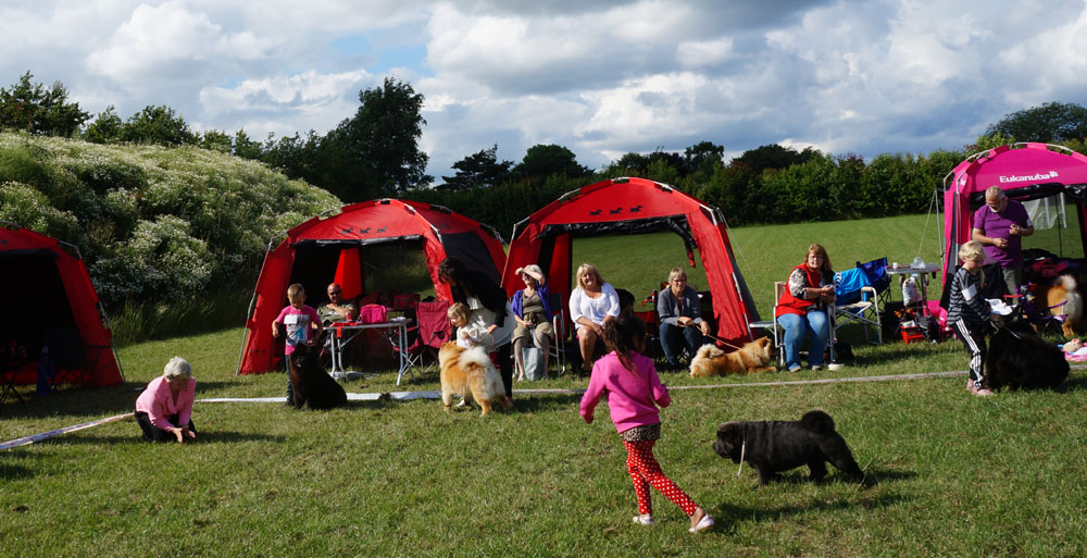 Child and dog competition