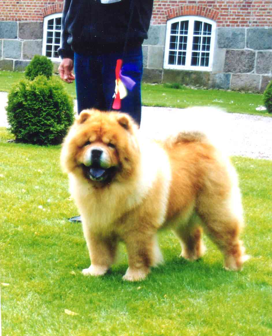 Stagebos Christmas Cracker (10  year)