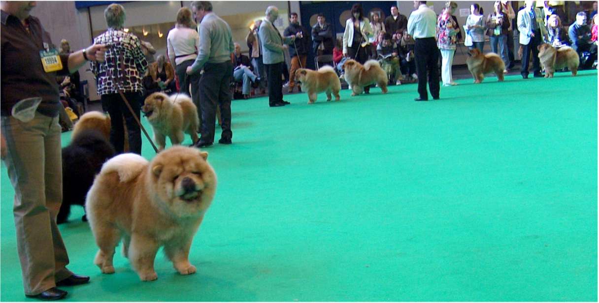 Class Open Dog