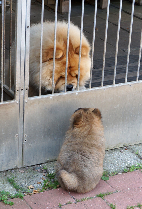 Come Together(Charlie) and grandfather Sumac