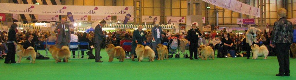 Comp.best dog