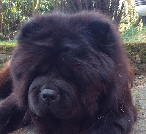 Stagebo's Count Down (Knut) - lives in Holland