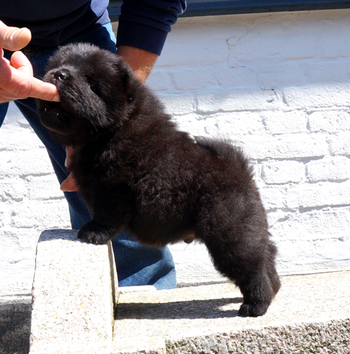 Count Down (black male)
