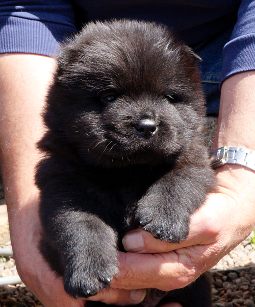 Count Down (black male)