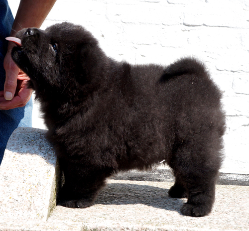 Count Down (black male)