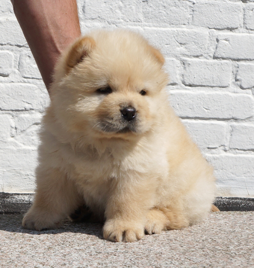 Counter Strike (cream male)