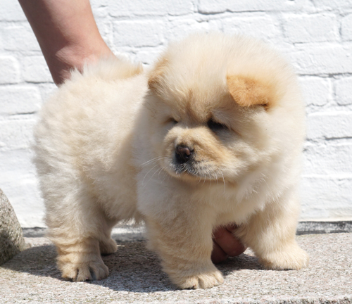 Cracklin' Rose (cream female)