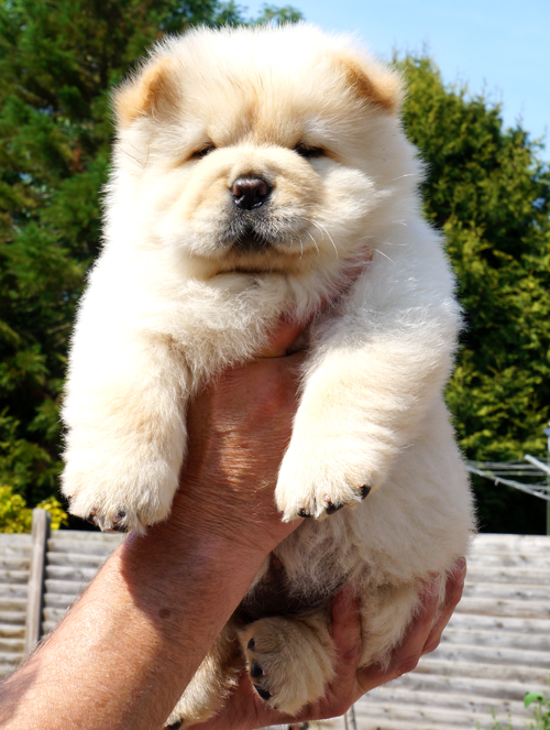 CracklinRose (cream female)