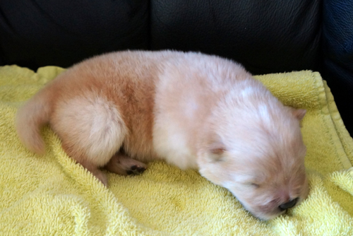 Cream male-2 week