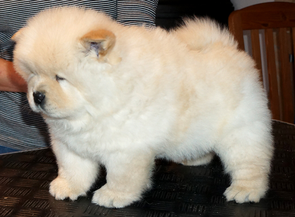 Male 6 week-Jgerspris