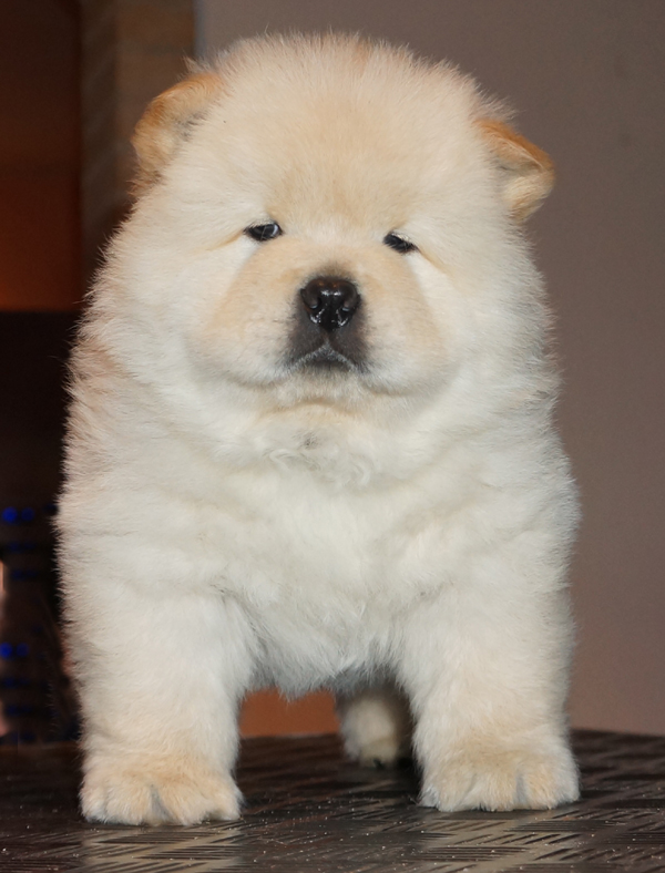 Male 6 week-Jgerspris