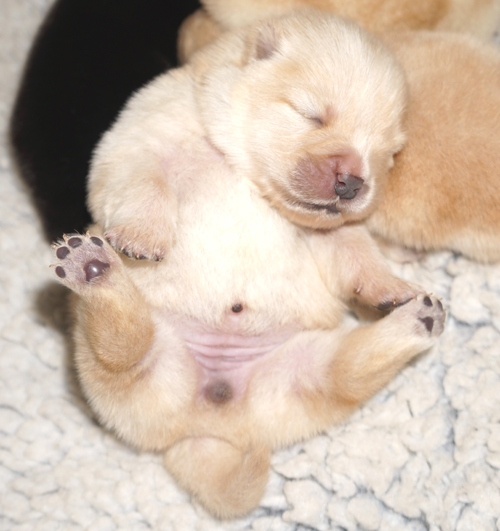 Creme female-1 week 
