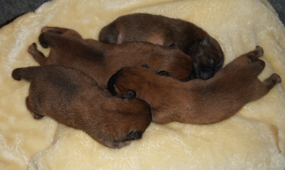 D-litter newborn