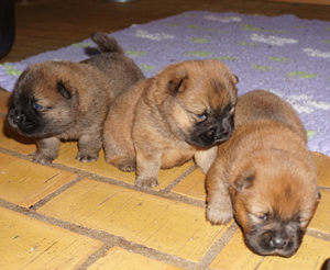 D-litter 3 week old