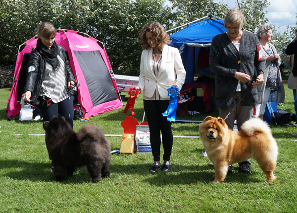 Champion females 1.CH Stagebo's Zip Code 2.CH Peli's Citta To Flensborg