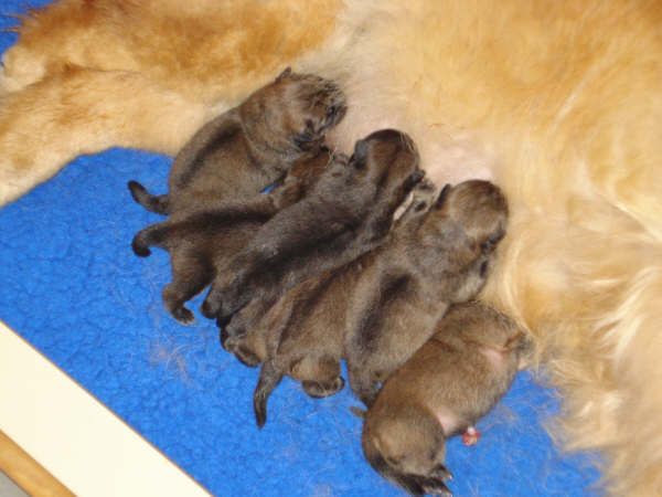 Newborn 
