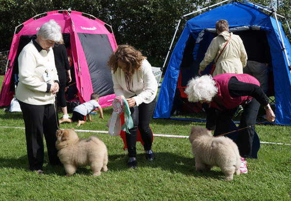 Babypuppies 1.Bakkebo's Royal Roxanna 2.Peli's Hochiko To Flensborg