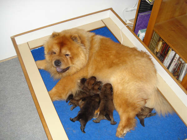 1 week old