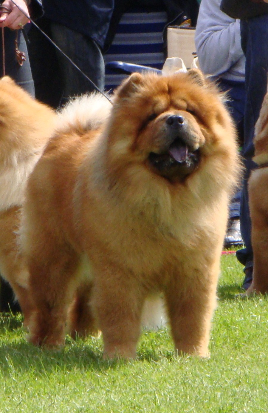 German ClubChamp.+VDH Champ.Stagebos Twist And Shout (Cosmo)