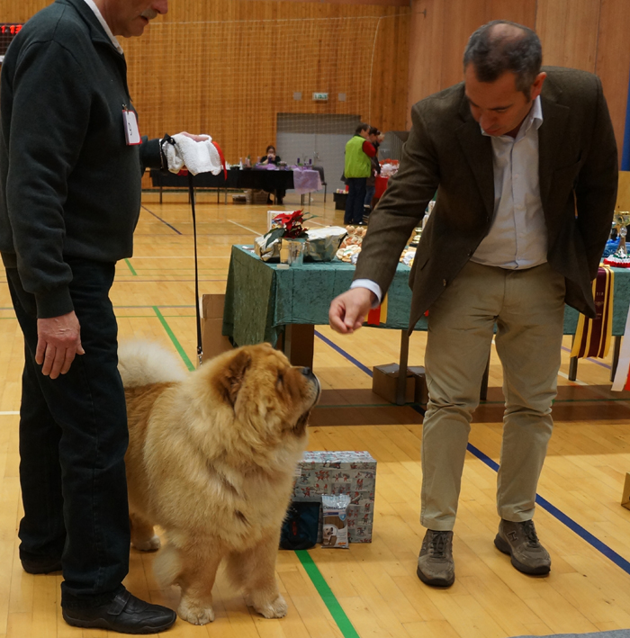 Tripper BOB at DCCK Christmas Open Show 2012
