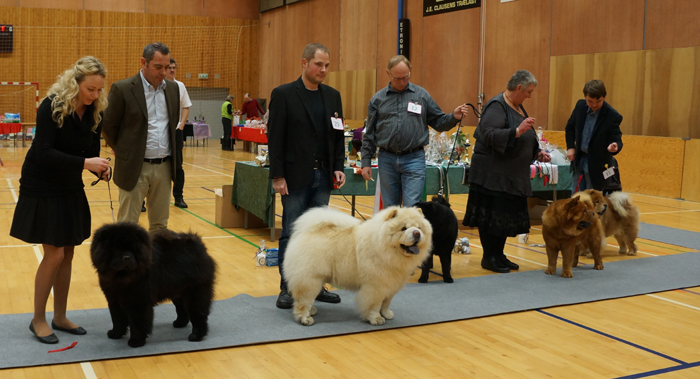 Open males: 1.Bidachows Amazing Aslak 2. Liusu Ai Az-Lan 3. Bidachows Lord Luke The Smooth 4. Hary Ming Yalu-Smooth 5. Cracker