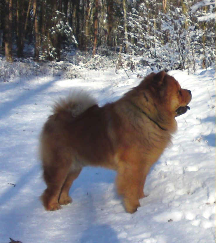CH Stagebos Twist And Shout (Cosmo)-lives in Germany