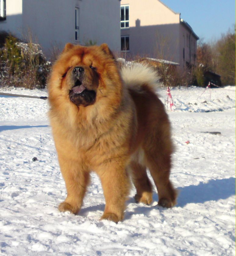CH Stagebos Twist And Shout (Cosmo)-lives in Germany