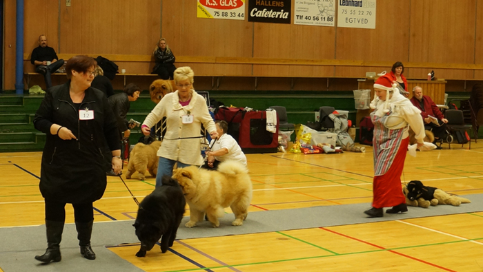 Senior and dog competition