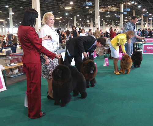 Junior males 1.Jun.WW2013 Legend Of The Black Diamond Dei Leoni Imperiali 2.Julius King Of The Night 3.Bingo Lietuvos Liutas 4.Dodge Natural Chow Del Fiume Giallo