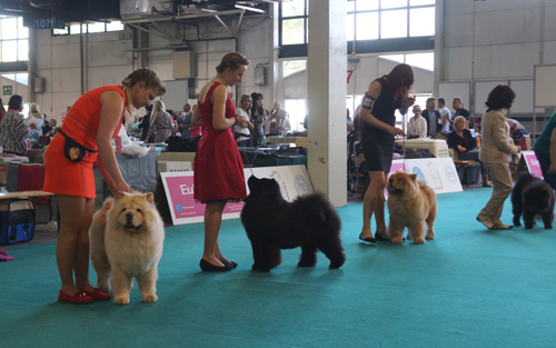 Champ.female 1.Chudo Sveta Dragon Flay 2.Orinells Here She Comes