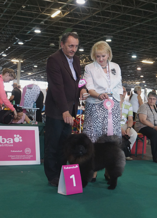 Best Puppy Panda-Zulu-Guru Sir Cruz Junior