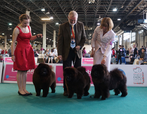 Best breederclass Orinells with Best Veteran, Veteran World Winner 2013 Orinells Cute Carmen in the middle