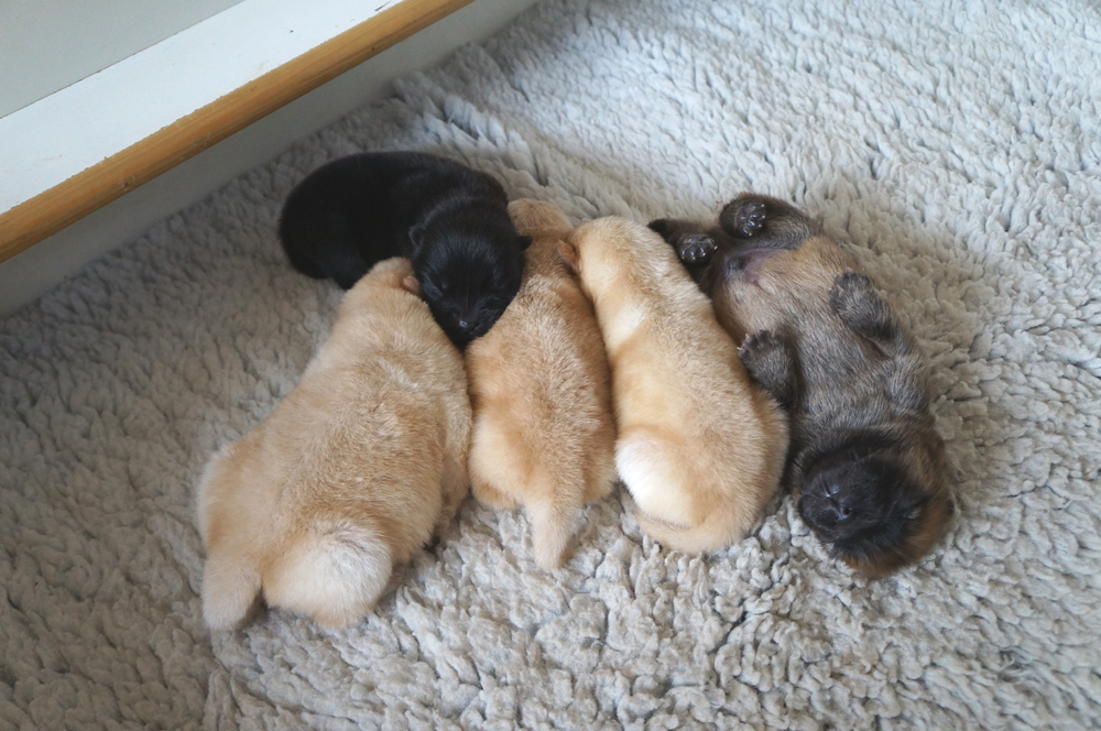 1 week old