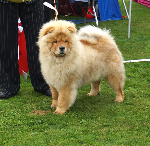 Best puppy Pelis Cindy For Flensborg