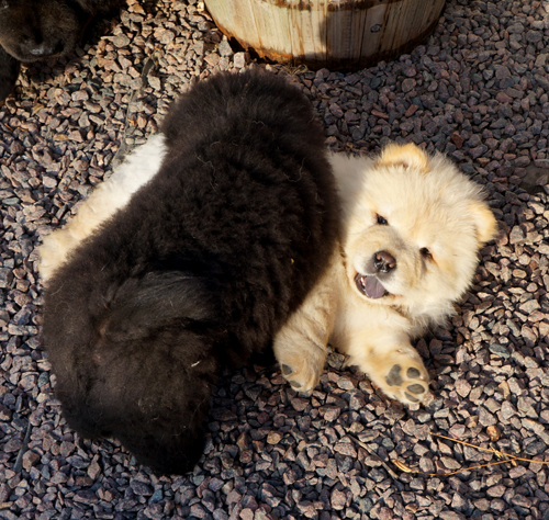 Count Down (black) and Cracklin' Rose