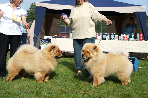 Best puppy Minilla James Bond (left) - 2nd best puppymale Memus Wu Tao Tzu