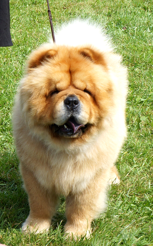Open male 2.excl.CK Chan-Los Day Tripper