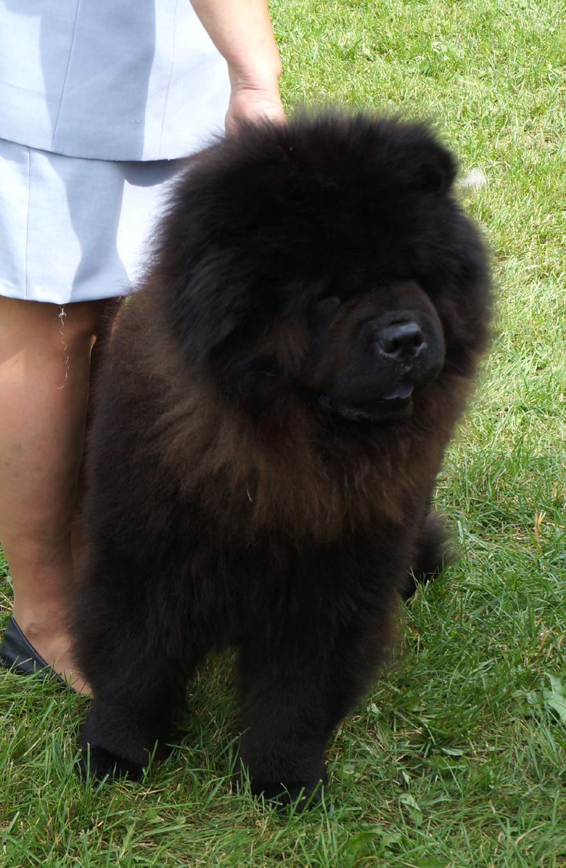 CH Stagebos X-Man (excl.CK)