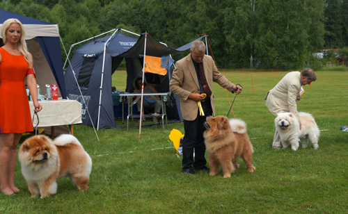 Champ.male 2.CH Di Ka Tchou Zung Tzung Le 3. CH Chan-Los Cant Buy Me Love 4. CH Simauta Dess Spearmint 