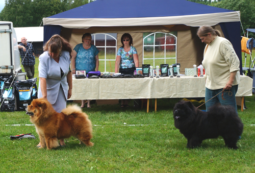 Open female 1. Sihn-Jins Chow Yosefa 2. Conneseurs Lady Liquorice