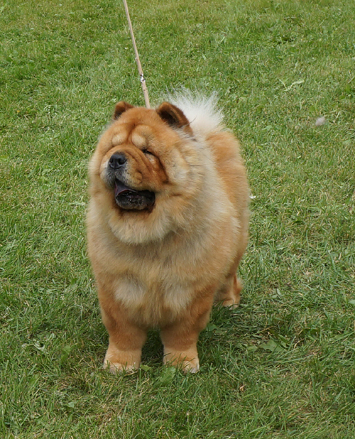 Champ.female 2 excl.CK CH Chan-Los A Kind Of Magic